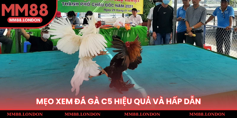 Mẹo xem đá gà C5 hiệu quả và hấp dẫn